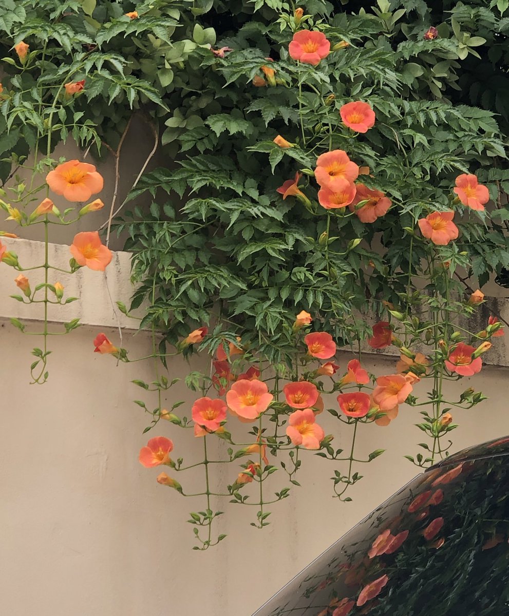 kyomanduza's tweet image. 능소화