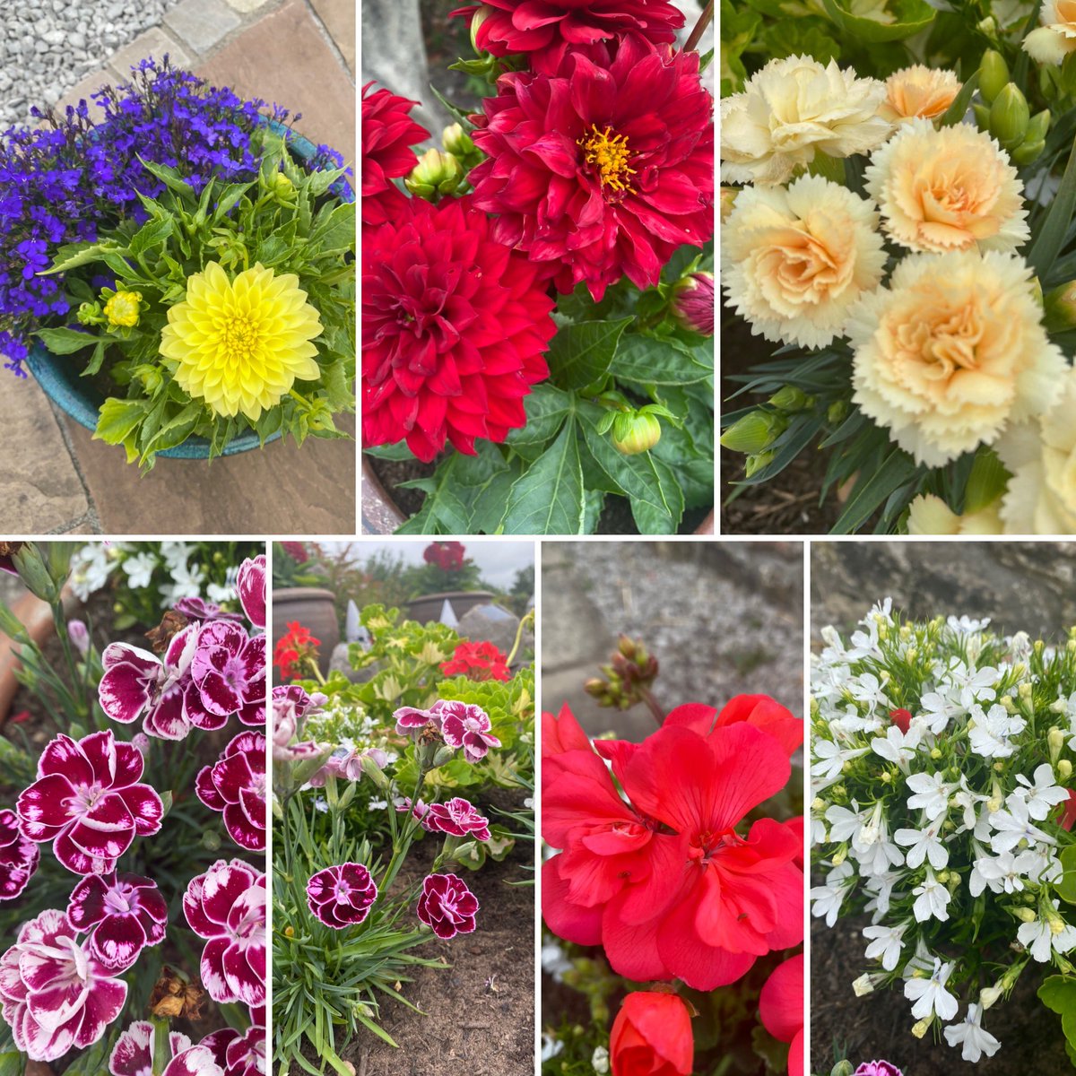 h14prt's tweet photo. Very pleased with the flowers this year #flowers #summer https://t.co/LyeQhpph1M