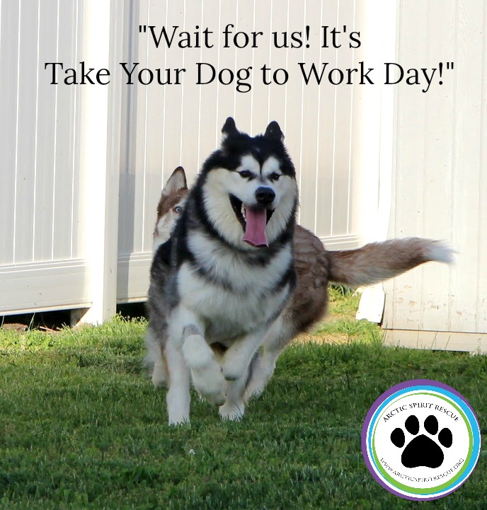 They're working dogs and are ready to help with your day! #takeyourdogtoworkday #workingdogs #malamute #husky #huskytwitter #rescuedogs