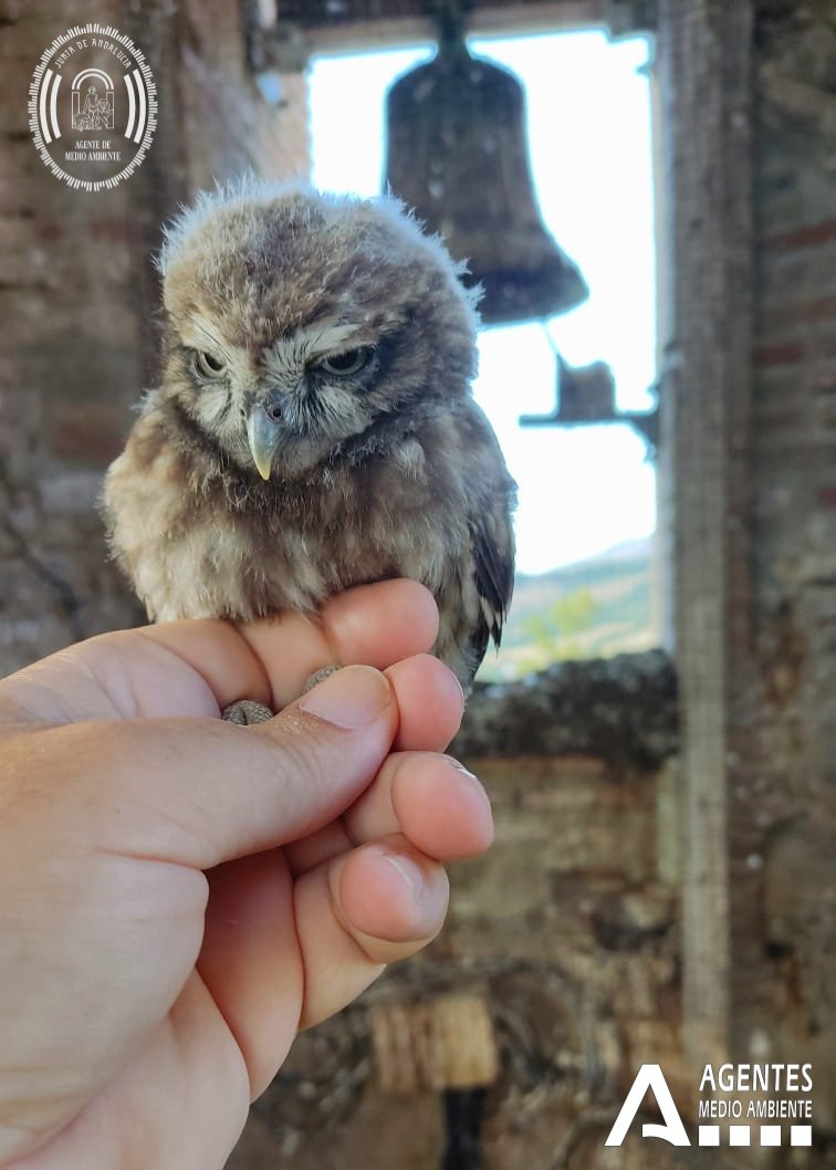 Agentes Medioambientales de Andalucía tweet media