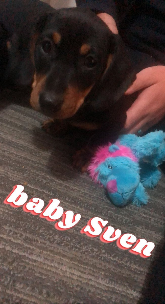 BrookeAzgard's tweet photo. my baby boy was so small 🥺 #9weeksold

#SvenTheSausage

#SausageDog #WeinerDog#MiniDachshunds #DachshundLove #DachshundPuppy #Puppy #Dog #CuteDog https://t.co/32atArkfxn