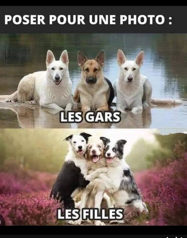 Une belle après midi à tous 🩵💙
📸 Humour 🤍🩷