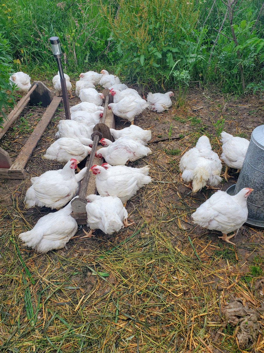 Breakfast time!

#FarmerTim #chickenfarmersofontario #pasturedpoultry #freerange #naturalfood