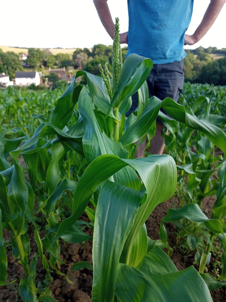 Bothen Hill (@bothenhill) on Twitter photo Forage maize needs to be knee high by 4th July so we're pretty proud here <a href="/bothenhill/">Bothen Hill</a> of the height of our sweet corn. Just hope it produces delicious cobs #supportbritishfarmers Forage maize needs to be knee high by 4th July so we're pretty proud here <a href="/bothenhill/">Bothen Hill</a> of the height of our sweet corn. Just hope it produces delicious cobs #supportbritishfarmers