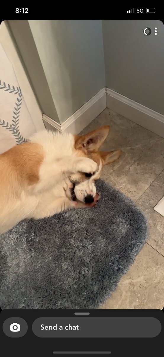 I can’t look! Lol #Corgi #corgicrazy #CorgiCrew #CorgiLover #Dogsarefamily #DogsofTwittter