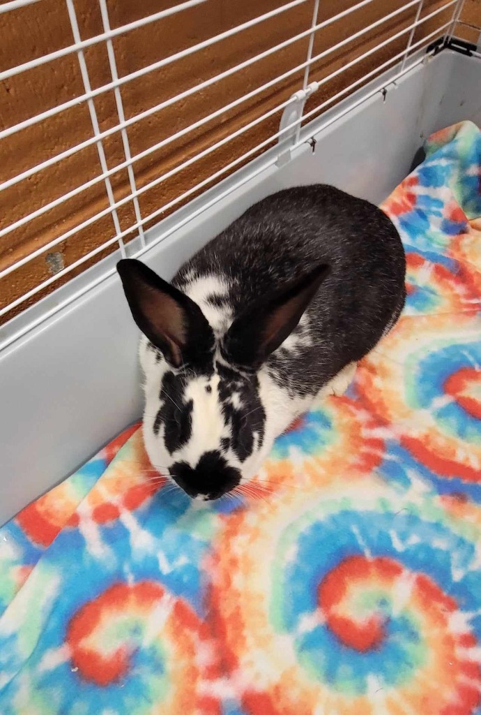 Oreo is an adult American from #JohnsonCity, TN. petfinder.com/petdetail/6502…