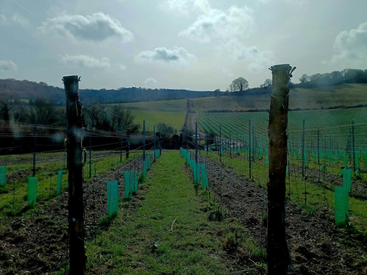 As we continue to experience a hot summer, learn how we are working with growers on tailor-made solutions to help them retain and use every drop of water for crops in Kent.
 ow.ly/uEgq50OUBqY
@WRAP_UK @theriverstrust @wildlifefund101 
 #Courtauld2030 #NatureBasedSolutions