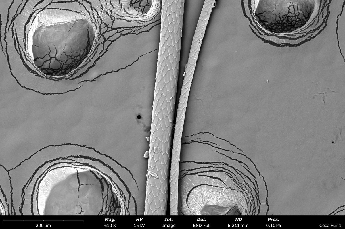 Danielvllj's tweet photo. SEM image of some cat fur for all the #catlovers out there. Thanks to Cece (my cat) for contributing to science https://t.co/ZZzdlEcSpN