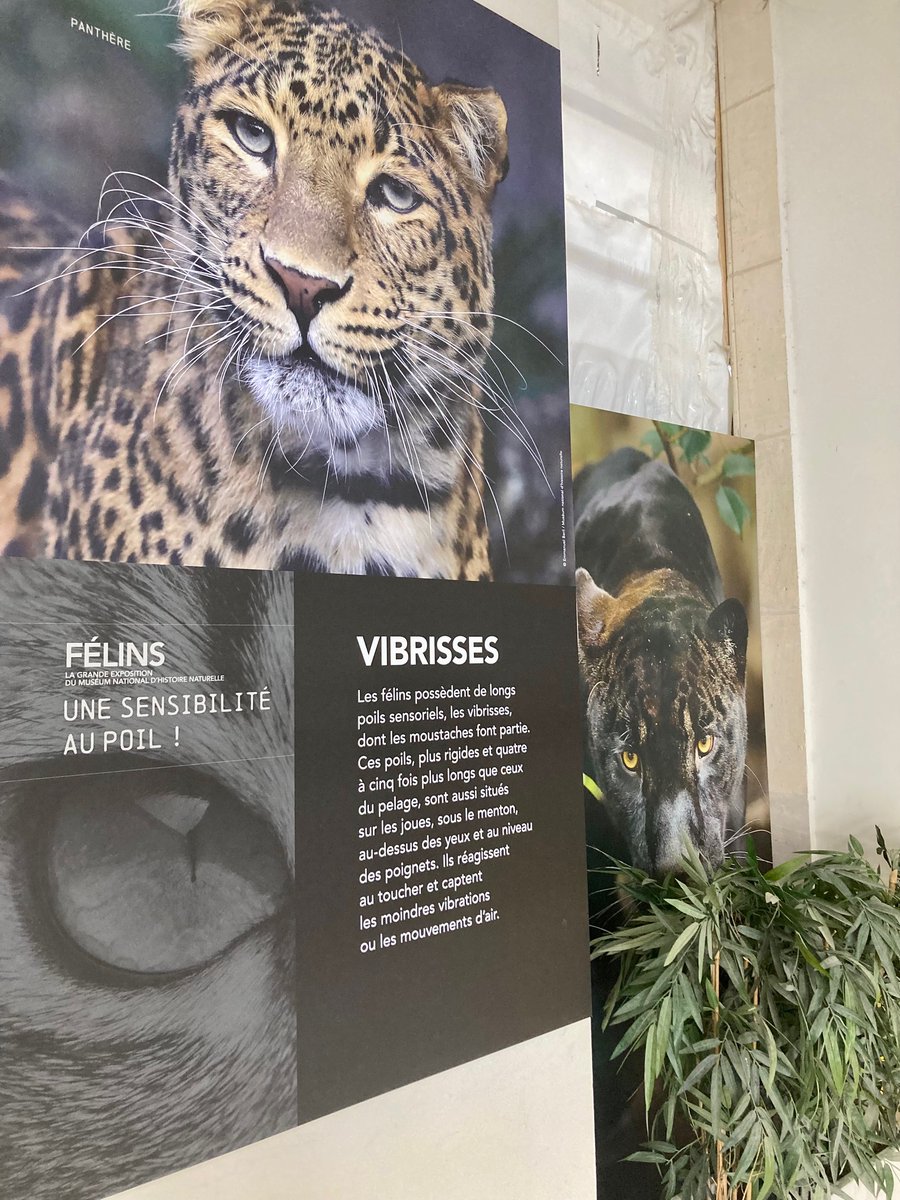 Muséum national d'Histoire naturelle tweet media