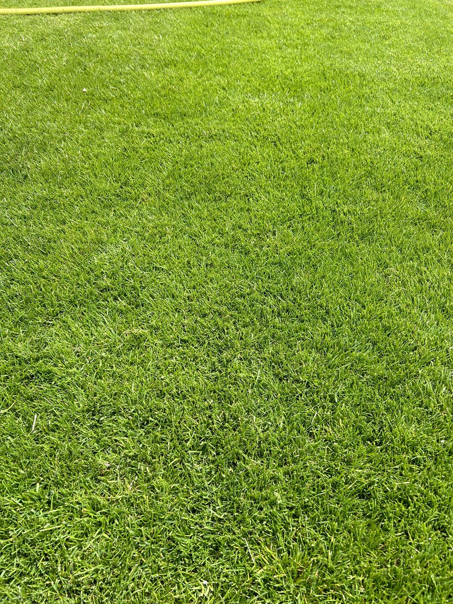 The carpet is lush, thick &amp; green across 95% of the pitch.
Extra fertiliser yesterday to help the last couple of areas thicken up before the Tractor Boys step on it in 8 days. 
Not bad in a 6 week window. 
3 week rest for the pitch after the ITFC game to help it further improve.