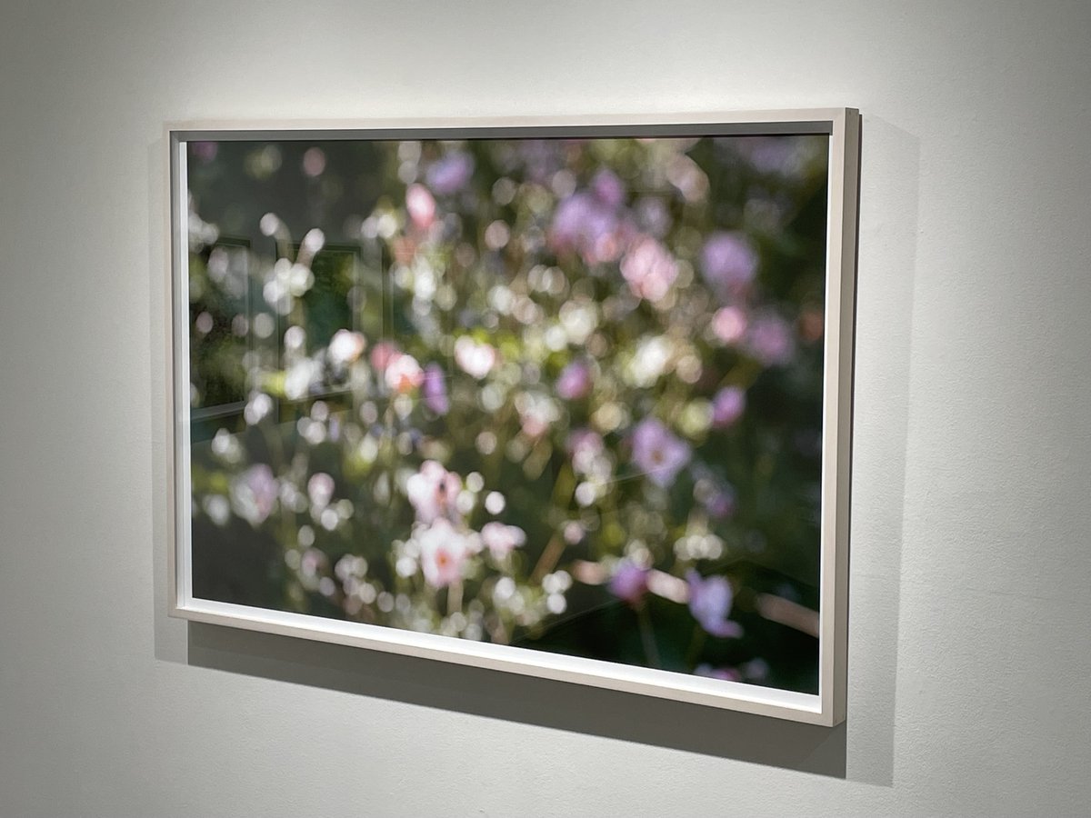 Collector Daily tweet media