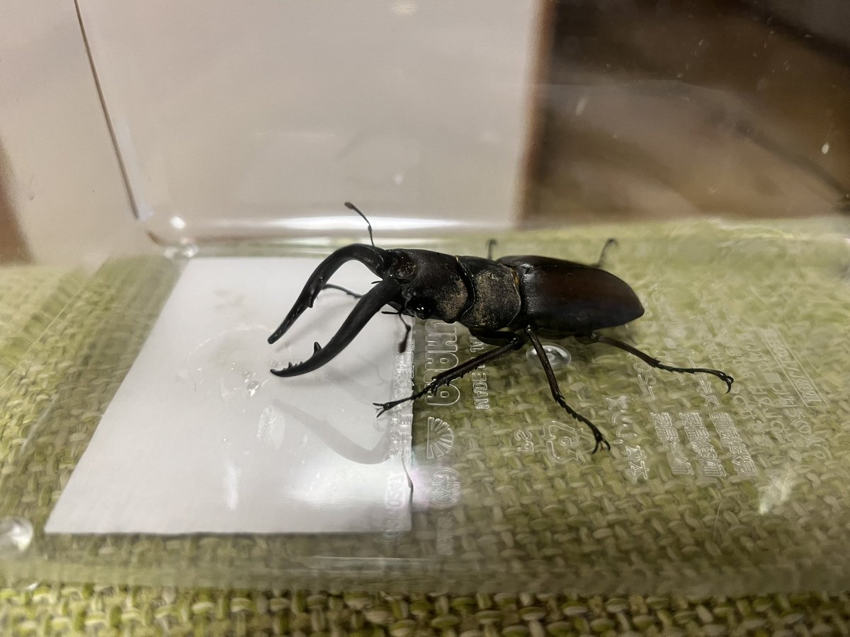 お客さんきた😨

#何クワガタかな