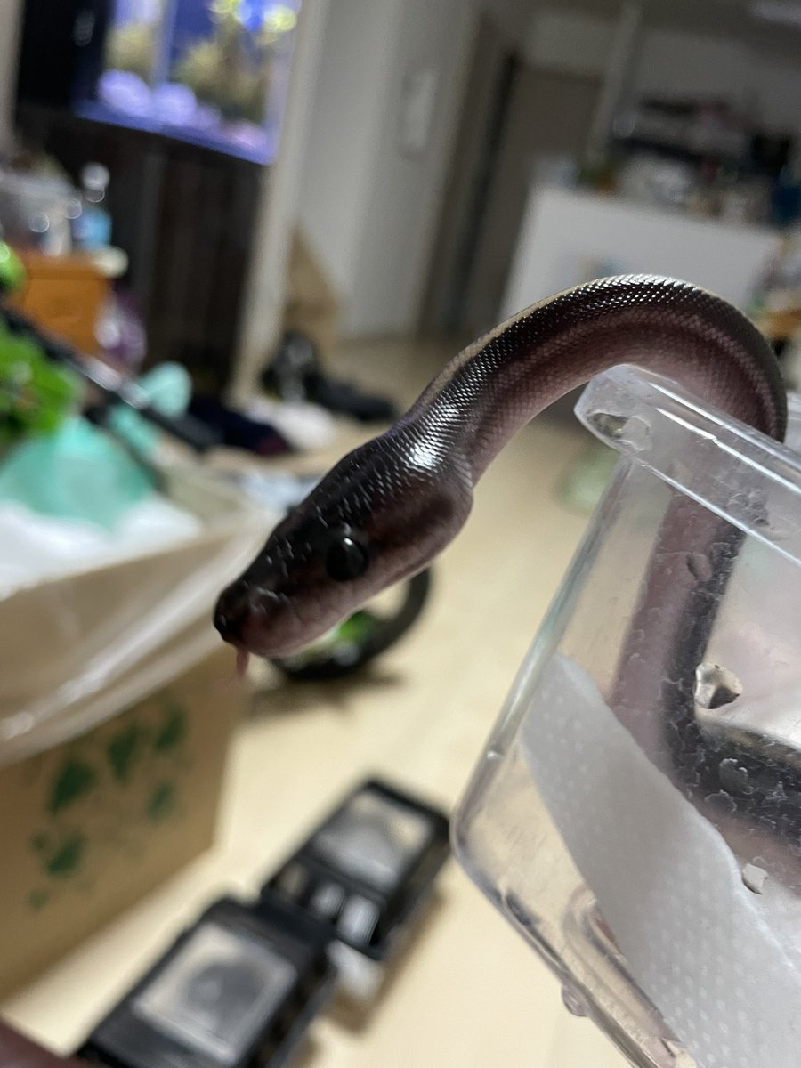 Amphisp1's tweet image. 明るめなモハーヴェ！
このお母さんから出るモハべは結構明るくて綺麗(色眼鏡)！