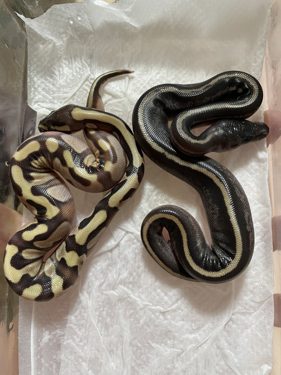 Amphisp1's tweet image. 明るめなモハーヴェ！
このお母さんから出るモハべは結構明るくて綺麗(色眼鏡)！