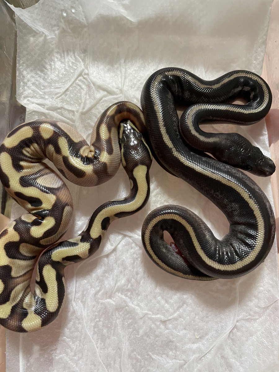 Amphisp1's tweet image. 明るめなモハーヴェ！
このお母さんから出るモハべは結構明るくて綺麗(色眼鏡)！