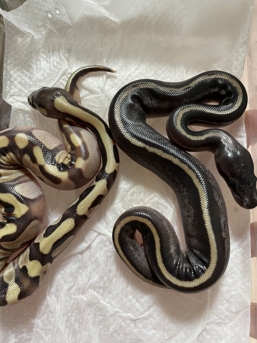 Amphisp1's tweet image. 明るめなモハーヴェ！
このお母さんから出るモハべは結構明るくて綺麗(色眼鏡)！