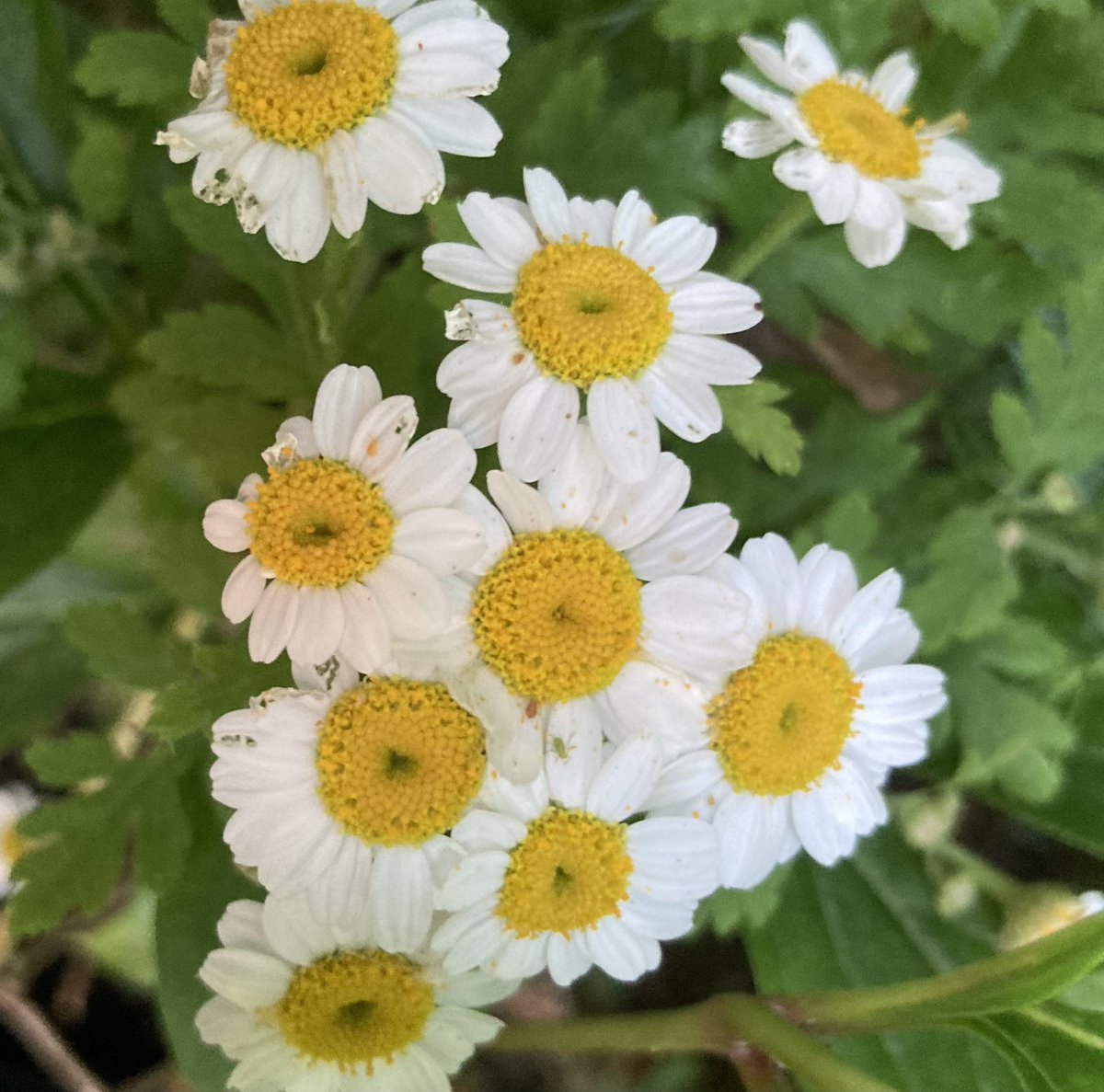 EmsApothecary's tweet image. Friendly #Feverfew (I’m going for the alliterations in my posts! 😆) is #flowering all over the #garden and I love it. 

I have to say I don’t see an awful lot of it in the wild, or is it just me? 🤔 

#WildFlowers #gardening #naturelovers #fyp #nature #witchcraft #Summer #June