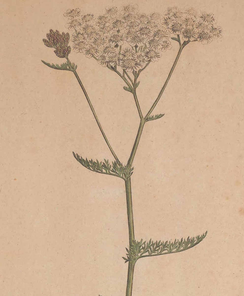 #FaustianFriday According to Irish lore, hanging yarrow about the house on St. John’s Eve will ward off evil spirits. St John’s Eve was also said to be the best time for picking yarrow to be used for medicinal purposes, while reciting an incantation.