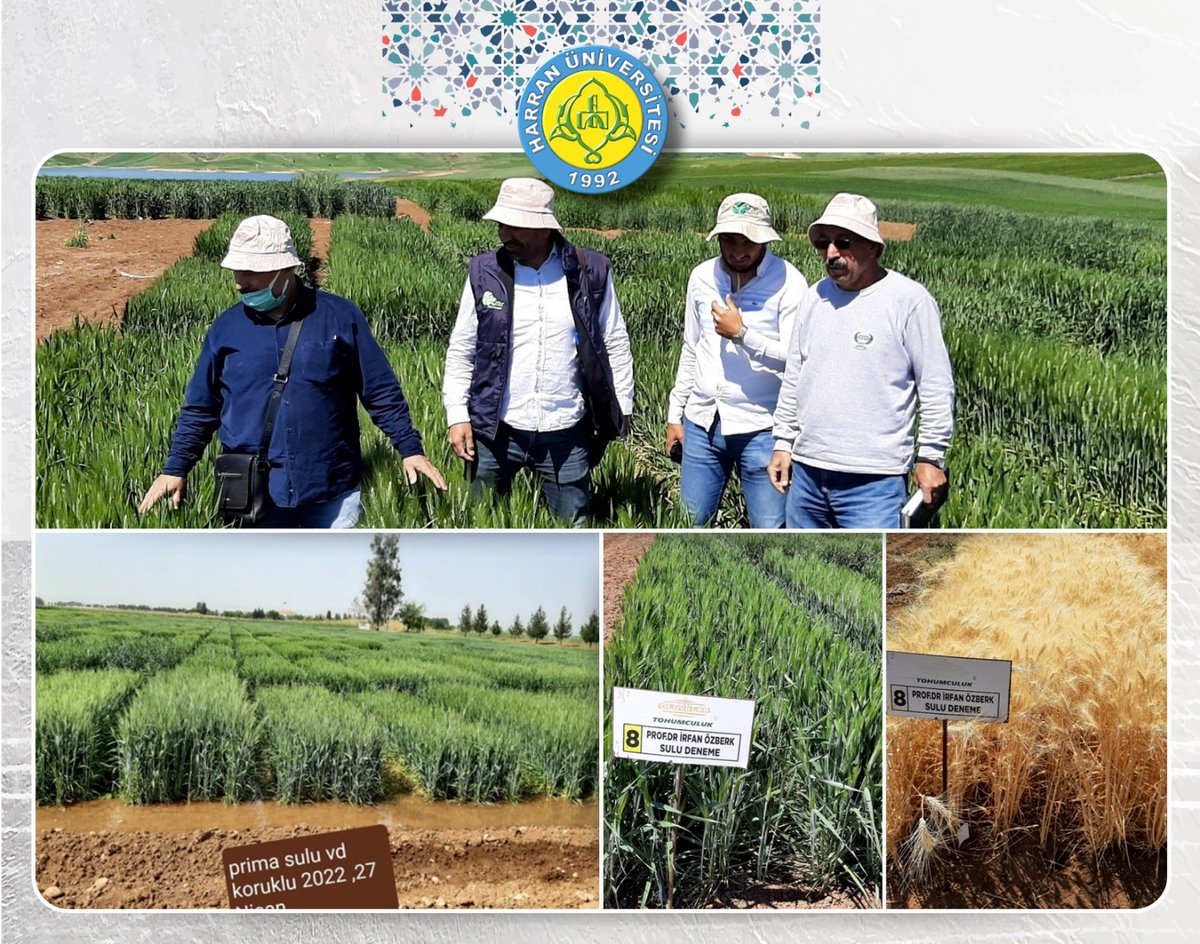 Ziraat Fakültemizde Kuraklığa Karşı İki Yeni Buğday Çeşidi Geliştirildi.
3 yıl boyunca yapılan çalışmalarla makarnalık buğdayda küresel ısınma sonucu ortaya çıkan şiddetli kuraklığa mukavim çeşit geliştirilmesi amaçlandı.

Ayrıntılar: bit.ly/3JtEvV4

<a href="/TCTarim/">T.C. Tarım ve Orman Bakanlığı</a>