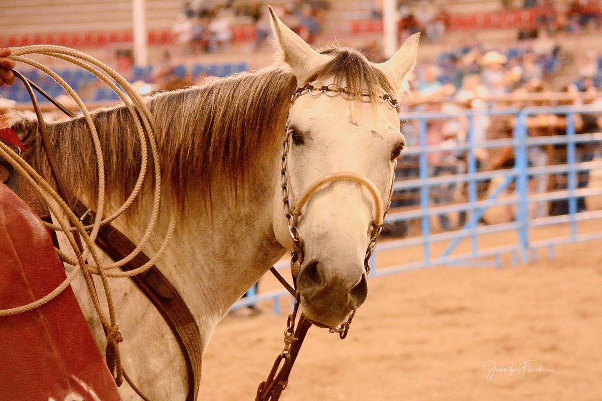 Greeley Stampede day 1 🤠: the bulls stole the show; the horse wasn’t amused. Great night! #GS23 #greeley #noco #bullriding #cowboys