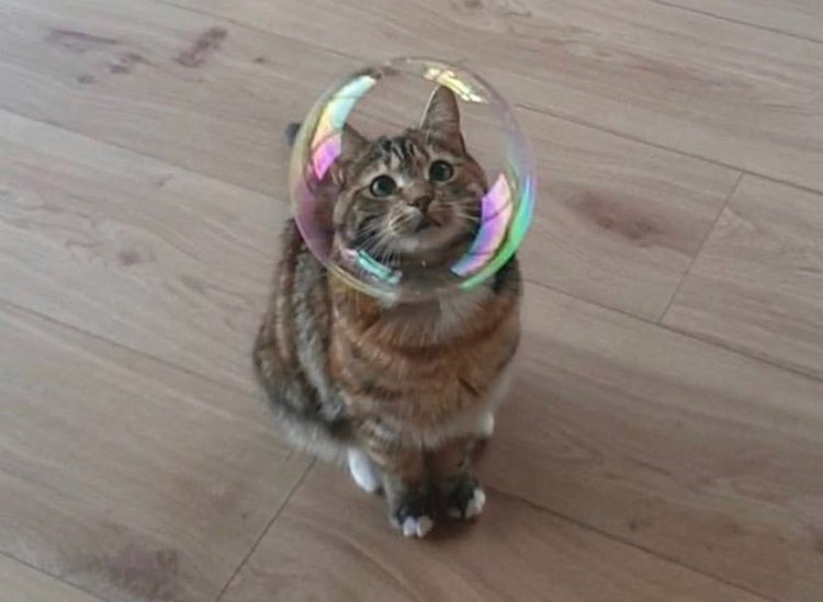 Why you should have a cat tweet media