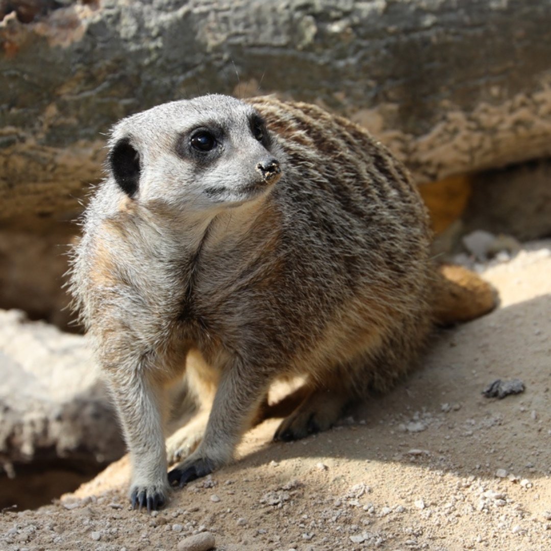 Exciting News Our Meerkat and Armadillo experiences are coming back from Tuesday 27th June! This 15 minute VIP experience allows up to two people to meet our #Meerkats and #Armadillos! You will be able to book experience tickets on our website from Tuesday.