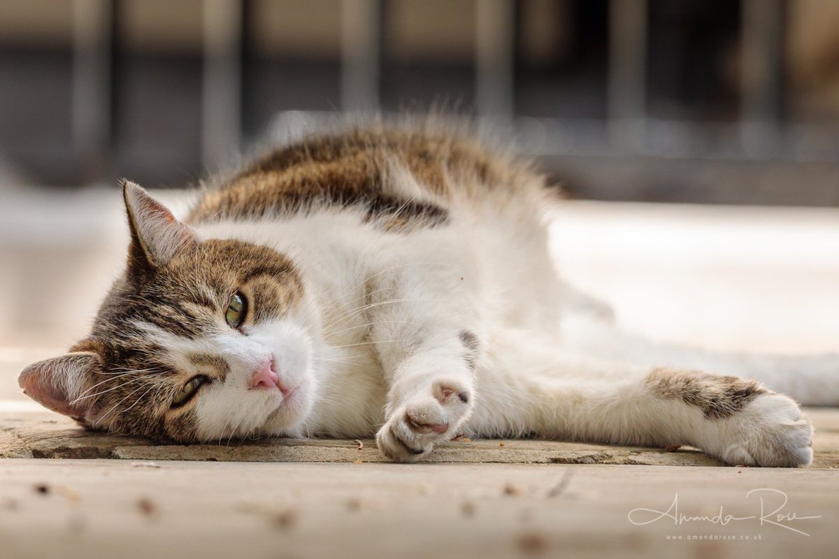 ModernMedieval Voices tweet media