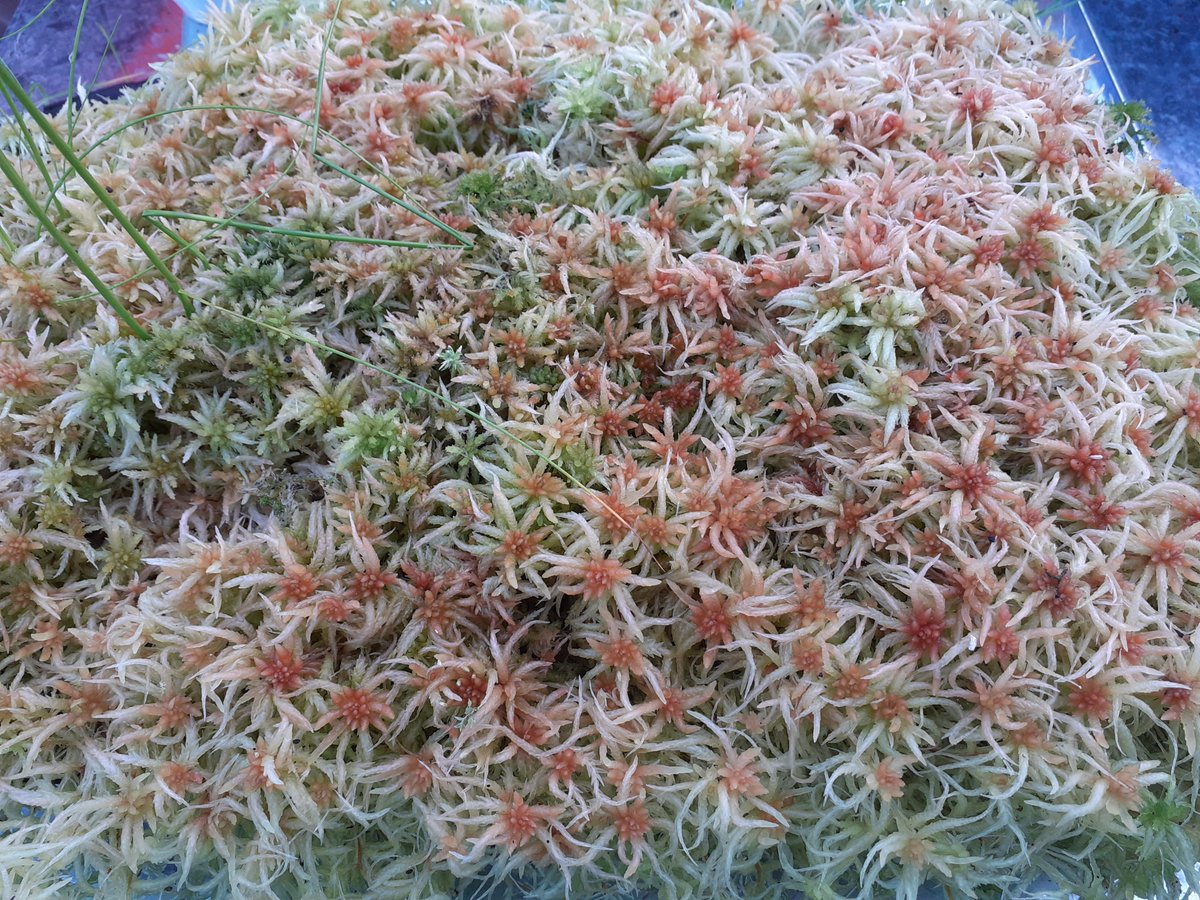 CalderCountry tweet media