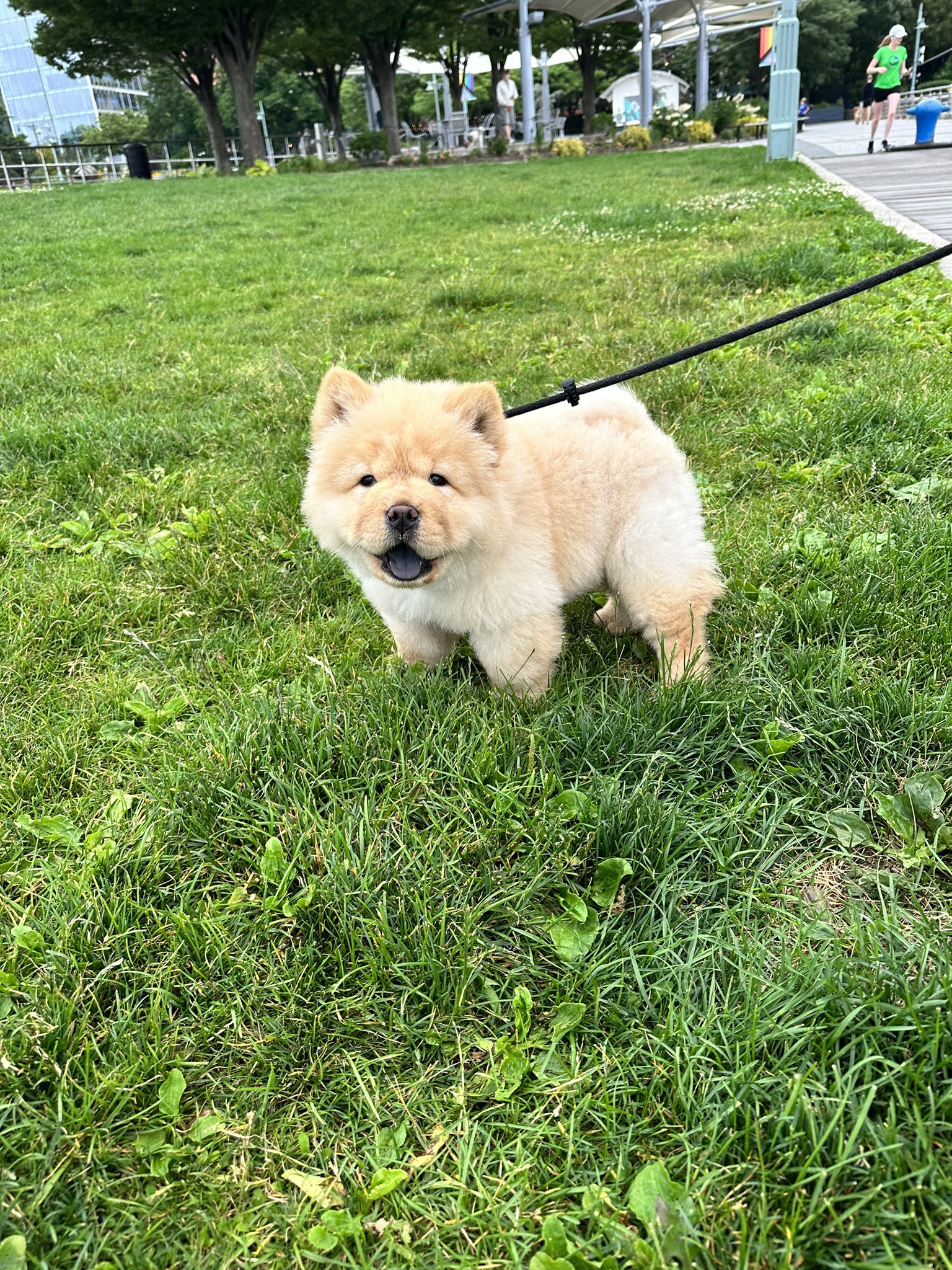 Chow chow top 2 months