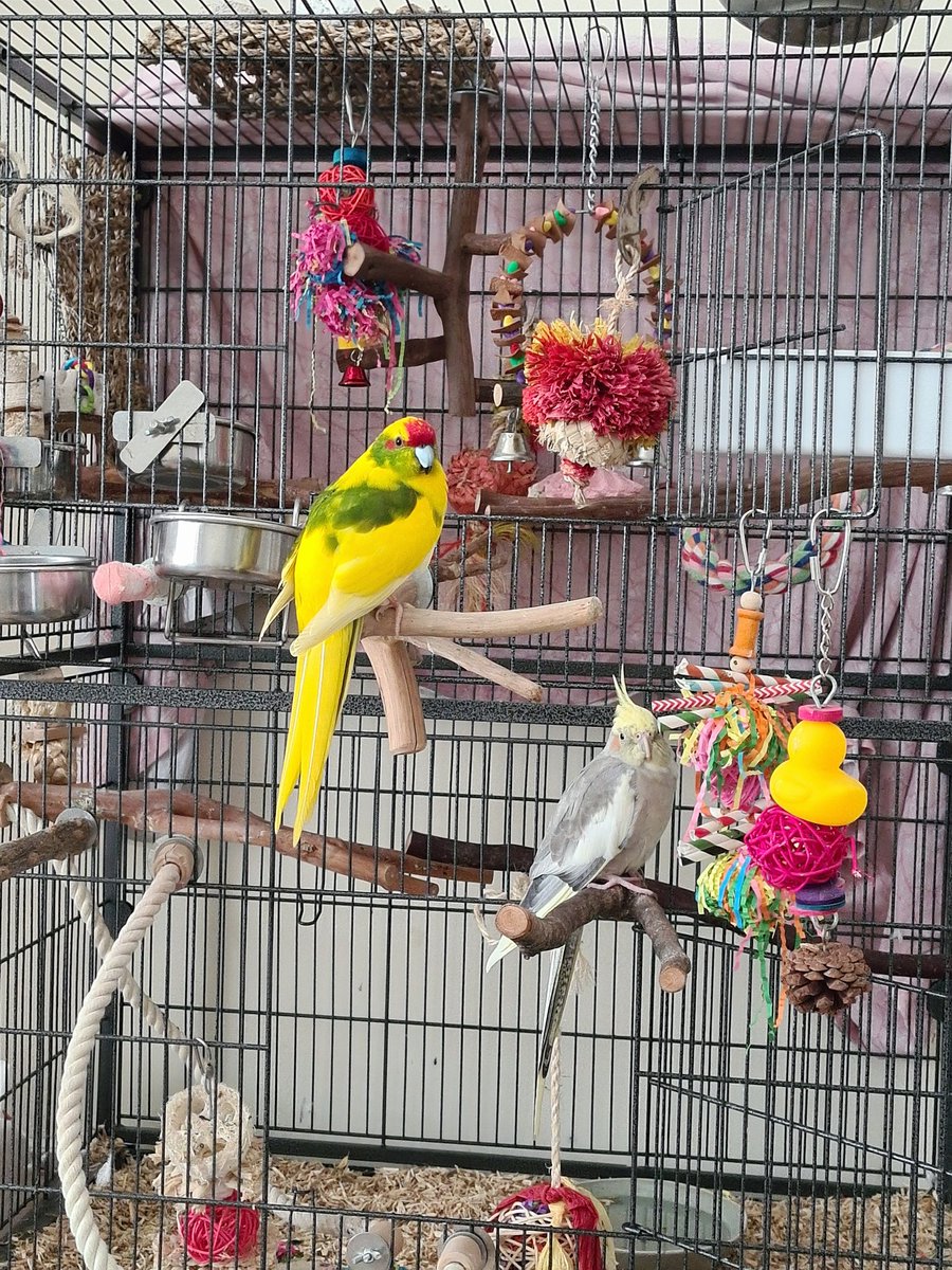 LadySakuraDoll's tweet photo. My cuties 🥹🤍💛
#bird #parrot #cockateil #kakariki #pets https://t.co/svvilKvwJj