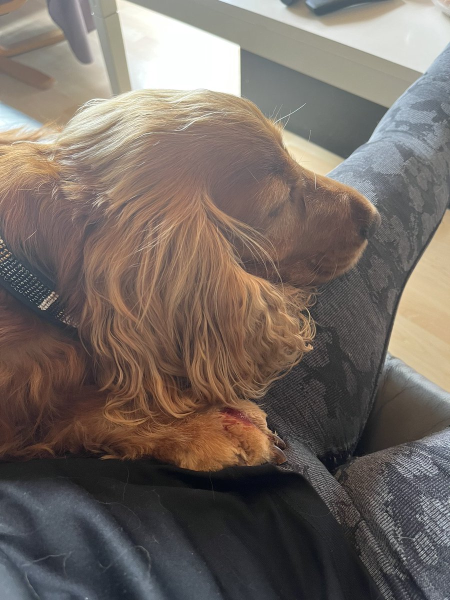 PernilleMalec's tweet photo. Me little doggy 🥺
After minor “surgery” in his paw 🤎🧡 https://t.co/uUFMu1xcEN