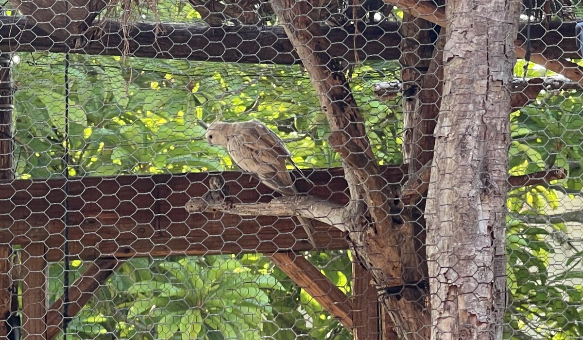 WTChaneyjr's tweet photo. This lovely parrot woke me up this morning and now I glare at him as I write a few words. #5amwritersclub #WritingCommunity #WritingNest https://t.co/dMXvKzyUMT