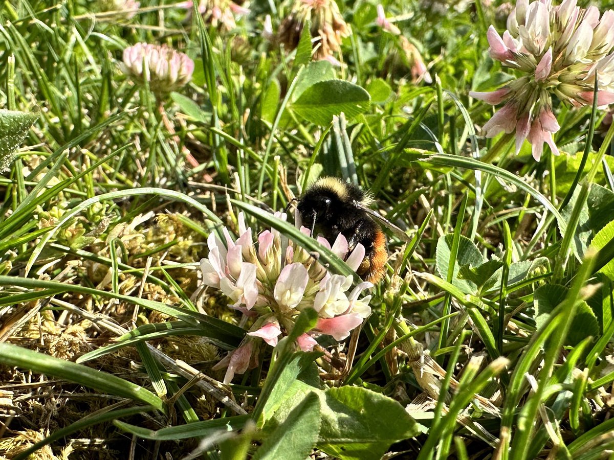 LlwydPant's tweet photo. Red-tailed Bumblebee enjoying the nectar of clover
#BannauBrycheiniog #redtailedbumblebee #bees https://t.co/qjsZUTrAV2