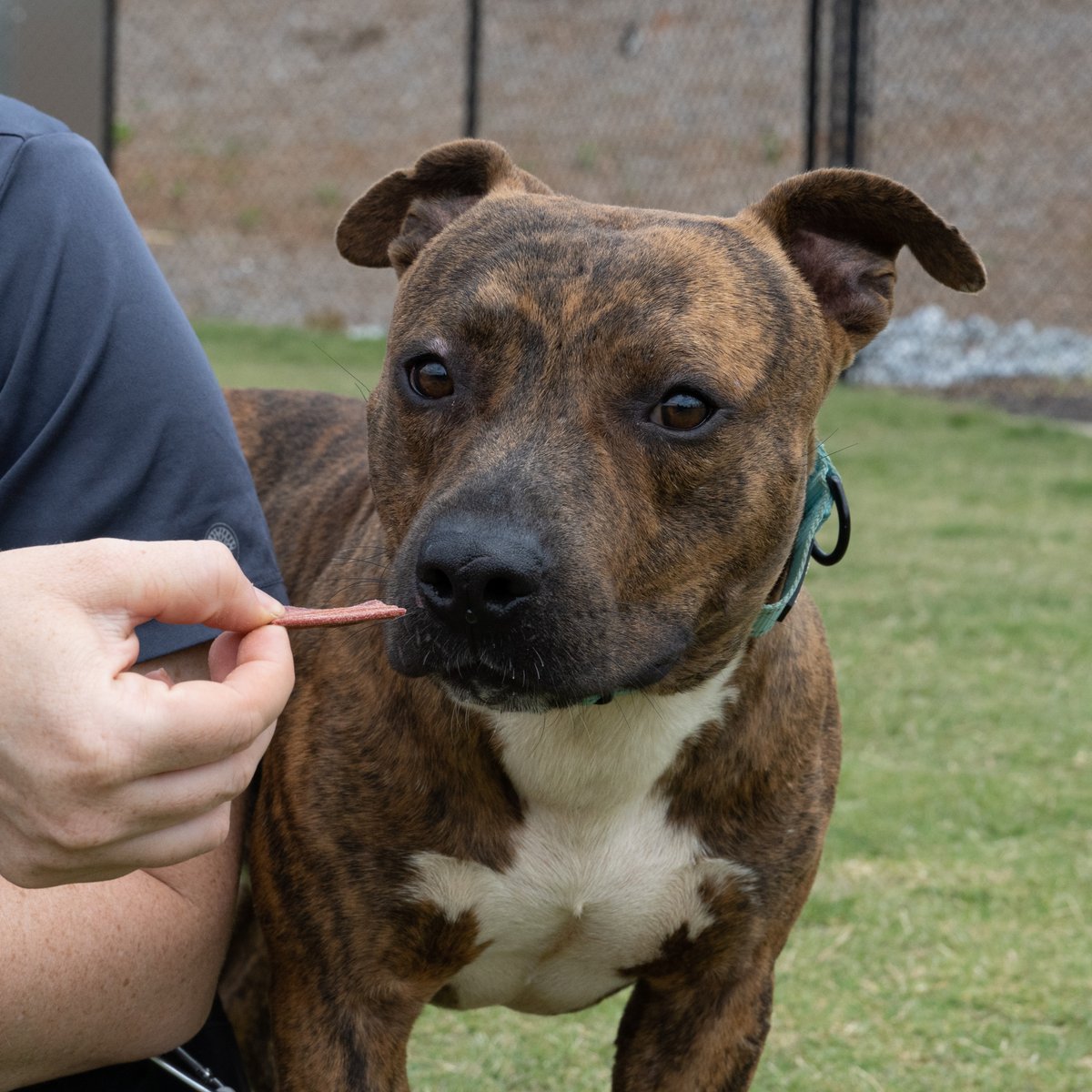 This is Jerry! Jerry is a cute, fun little dude who loves people and attention. He also likes to be laid back, relaxing in the sun. If Jerry seems like you're kind of dog, come to Anderson County PAWS to meet him! We're open M, T, Th, F & Sat. 12 - 5.

#AndersonCountyPAWS