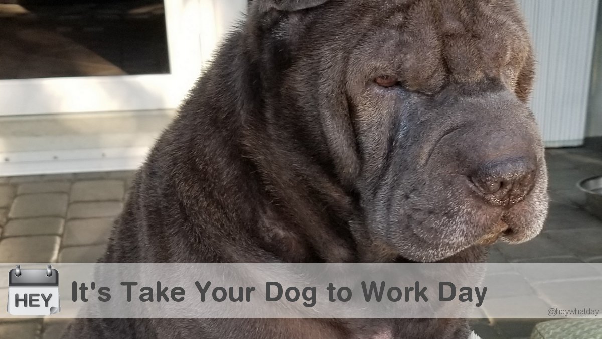 It's Take Your Dog to Work Day! 
#TakeYourDogToWorkDay #NationalTakeYourDogToWorkDay #Dog