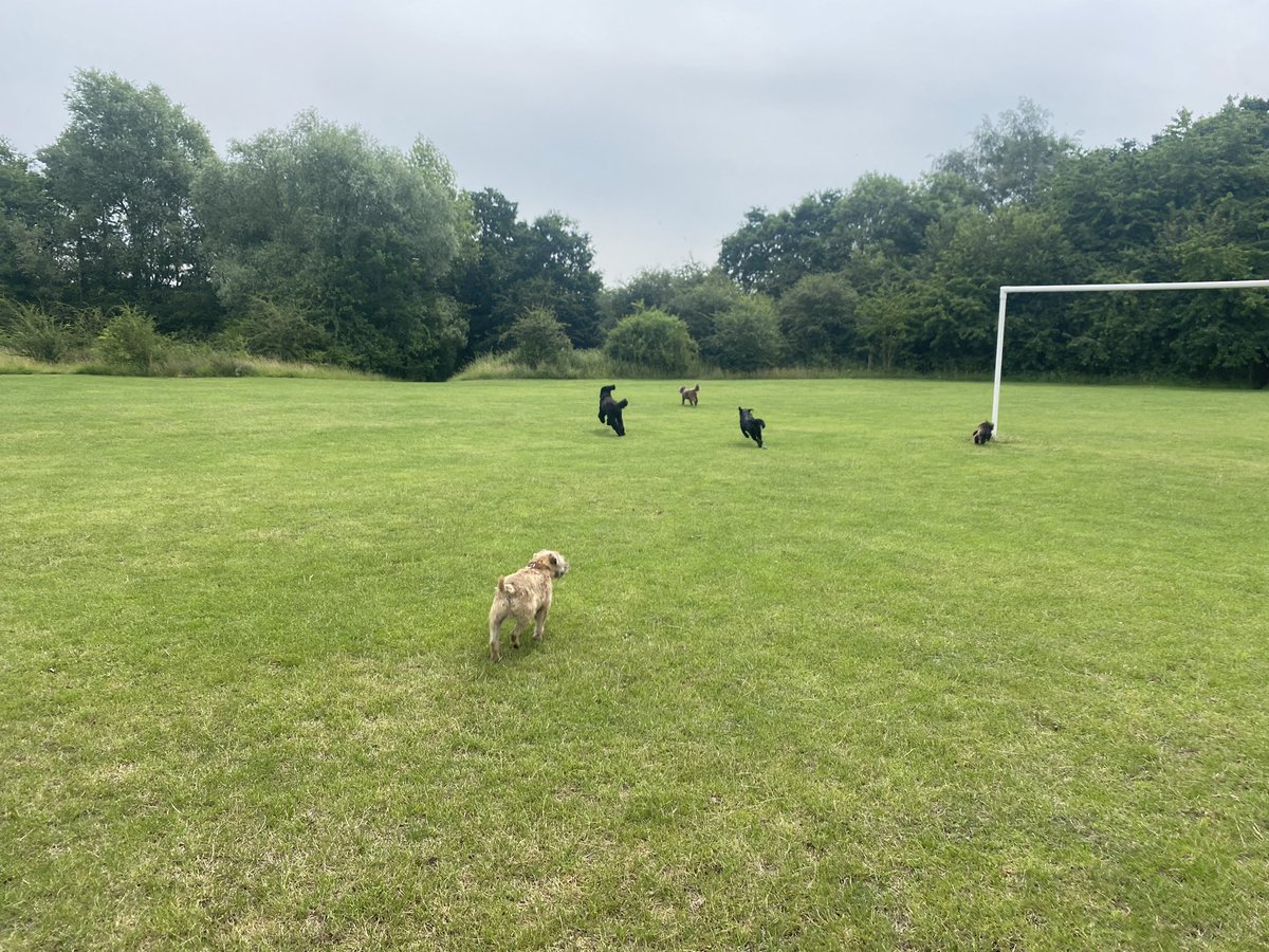 Last play of the week with Bruno, Monty, Riley and Peanut 🐕🐾🐾 Have a nice weekend and I’ll see you on 6th July 💕