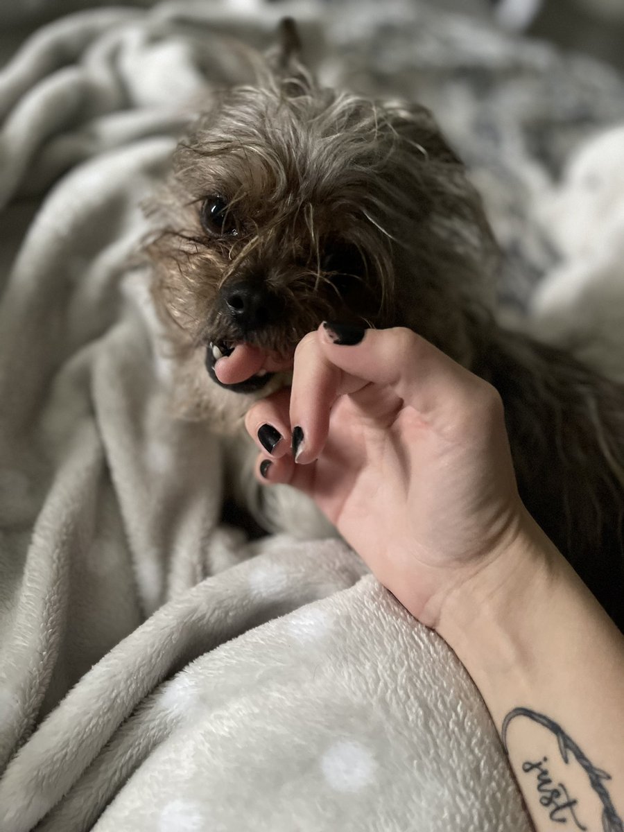 Oscar says good morning by biting me. He gets me. #GM #puppycuddles #lovebites #jkhesdeadly #OscartheGrouch