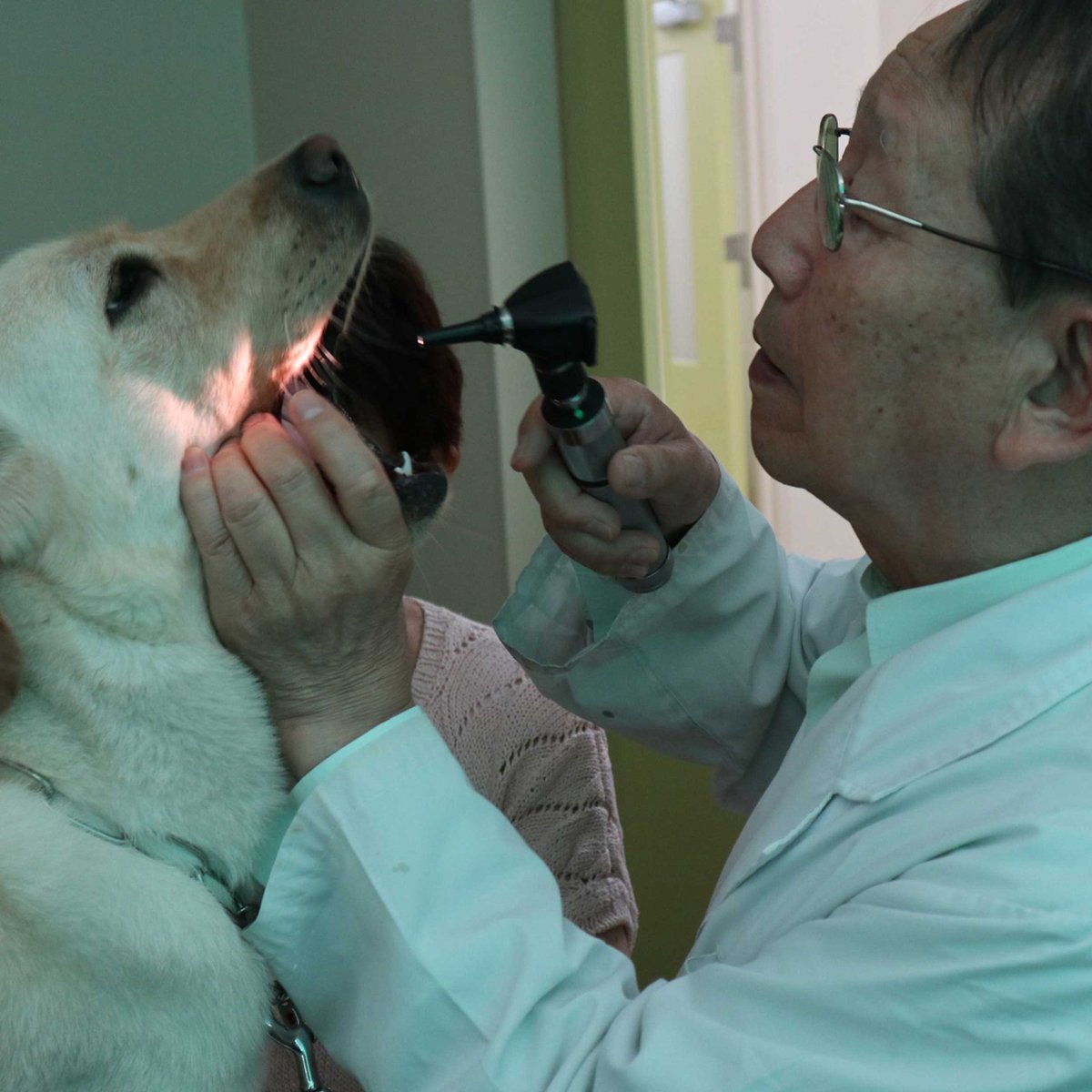 EyeMate_Dog's tweet image. 6月4日から6月10日の1週間は「歯と口の健康週間」でした。
歯や口の健康は犬にとっても大切です。アイメイト候補犬たちも、歩行指導員が日常的な手入れをしたり、健康診断で獣医さんに診ていただいたりして口の健康を守っています。

#歯と口の健康週間