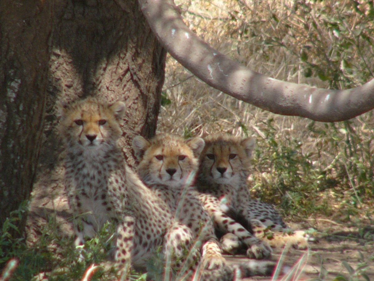 Hourly Cheetahs tweet media