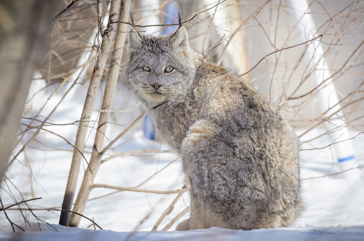 HourlyLynxes presents: