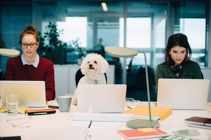 OakParkIns's tweet photo. Today is Take Your Dog to Work Day and while we wish that was everyday today more than ever were excited with the prospect of seeing some furry friends at the water cooler. 
Whether you work from home or the office, comment picture of your pup with you at work. https://t.co/q2sttdBpp2