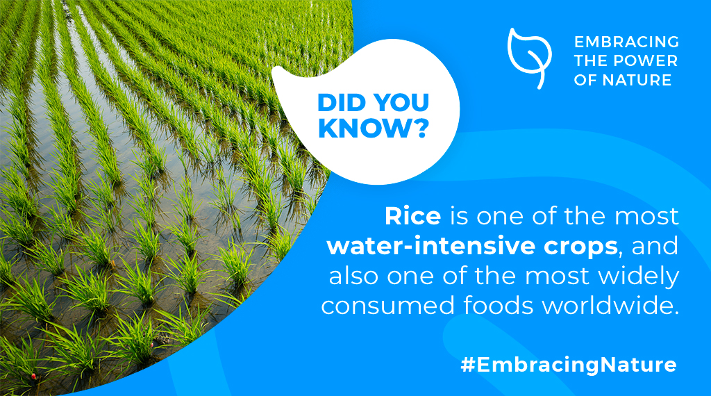 Fun #FactFriday! 🎉

#CRISPR keeps revolutionising #foodsecurity! Some researchers discovered a rice variety, high in #yields and resistant to #pathogens 🍚 💪 🦠
Read the full news ➡️ tinyurl.com/5dypzvmu

#GrowingTheFuture #seedingfoodsecurity