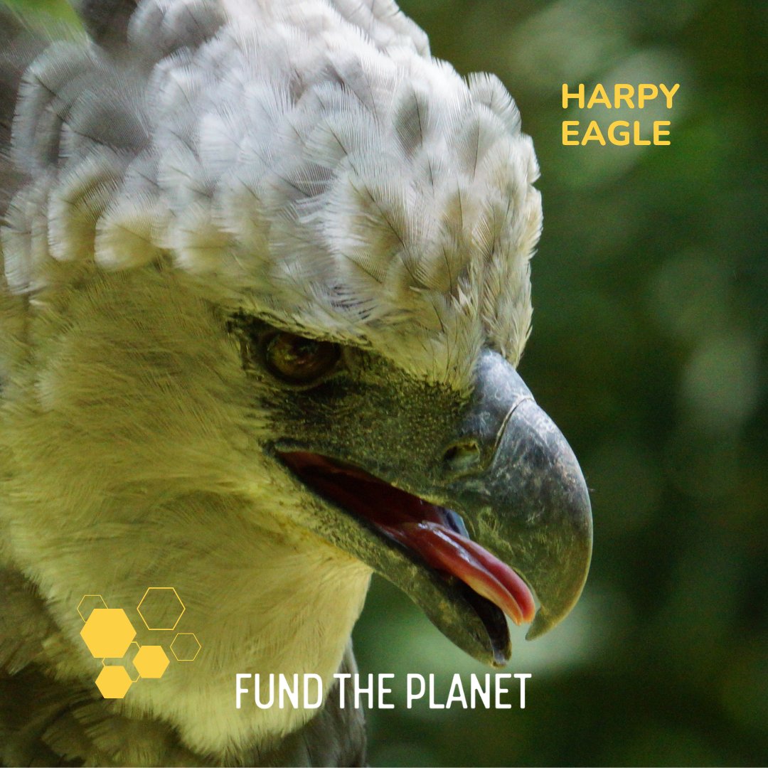fundtheplanet's tweet photo. The harpy eagle, a majestic predator from the Amazon rainforest, is known for its impressive strength. With a wingspan reaching up to 7 feet, this raptor can snatch monkeys and other small mammals from the treetops.
Let's protect their habitat with #FUNDTHEPLANET ππ³ https://t.co/SJWLS85HXN