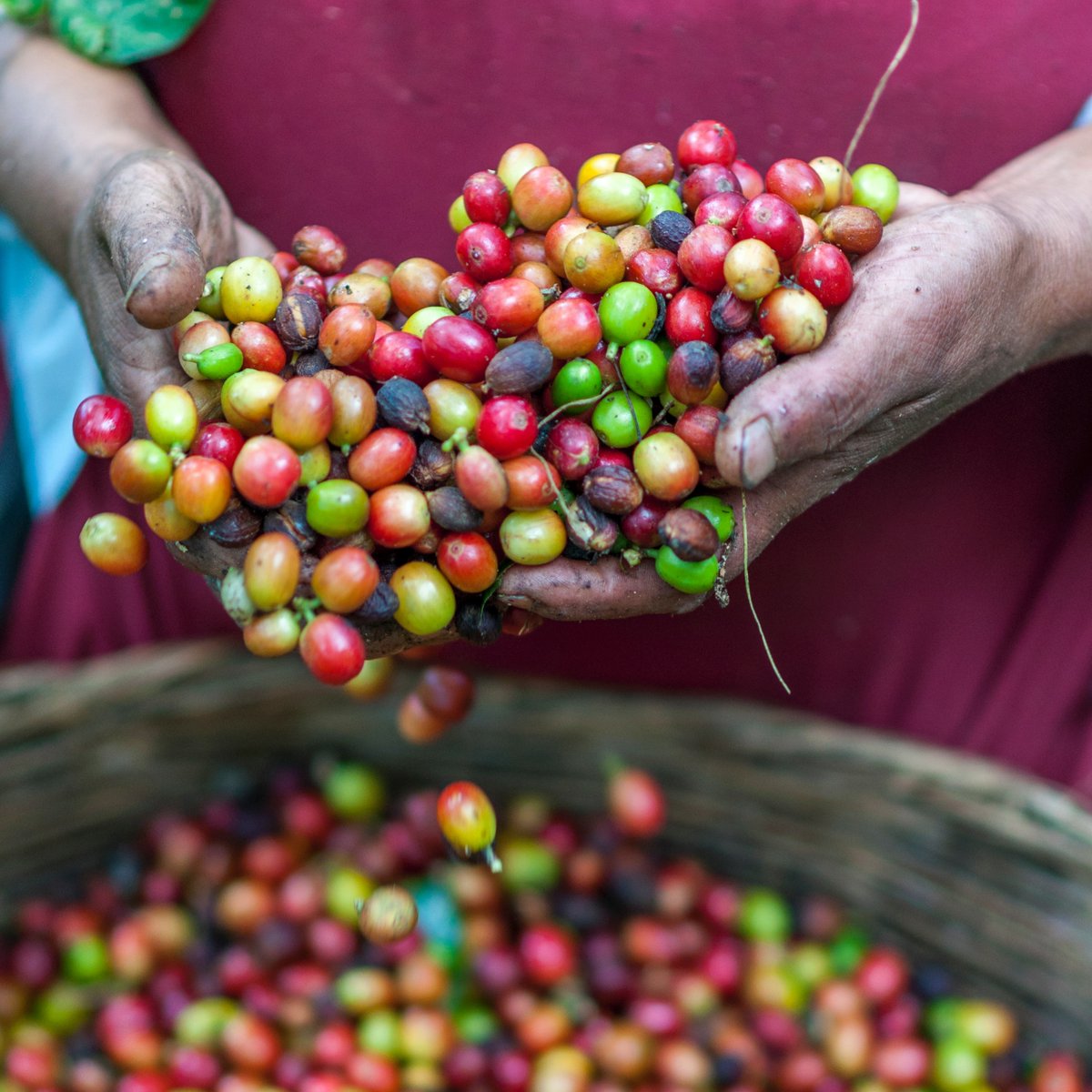 ☕️ Fun fact: Coffee beans are not actually beans, but seeds! They are found inside the fruit of the coffee plant, known as coffee cherries. Each cherry typically contains two seeds, which are processed and roasted.🌱✨ #CoffeeFacts #SeedNotBean #BigBrainCoffee
