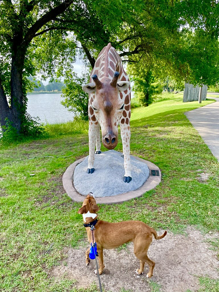 City of Waco, Texas on Twitter: "Meet Mia! Mia is living her best life