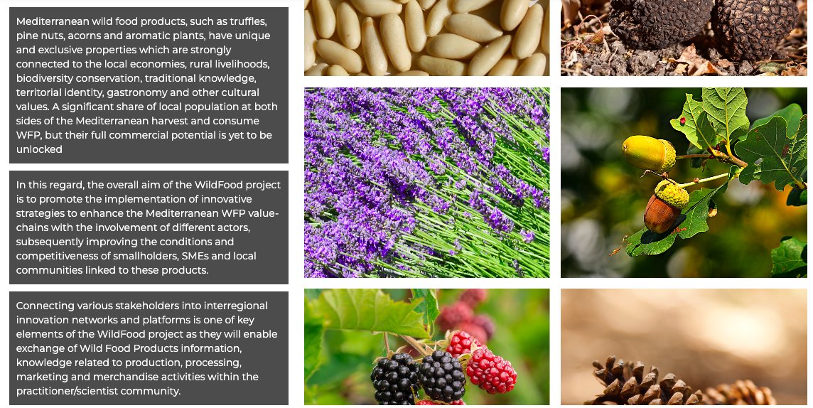 Check our new #WildFood e-platform 🌐  

The aim of the e-platform is to enable exchange information, offer data, and connect among stakeholders of the wild food sectors in the #Mediterranean area.

👉🏼 wildfood-platform.ctfc.cat
