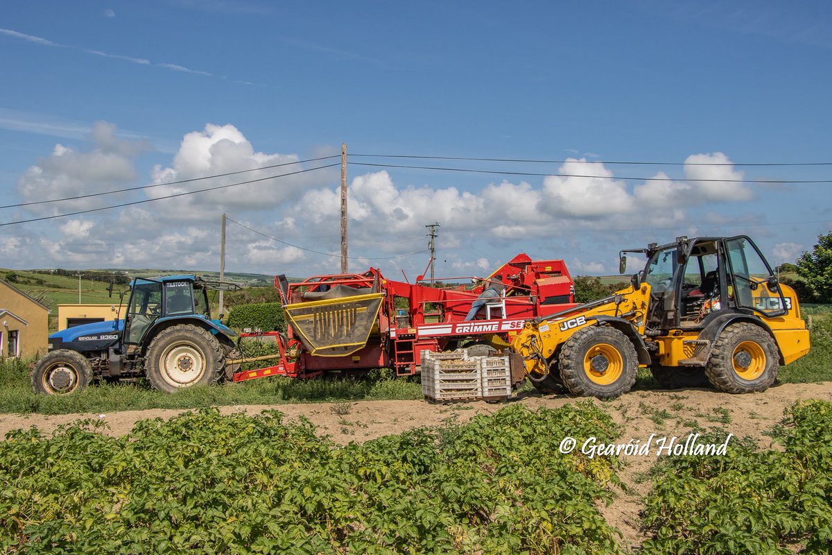 Kevin McCarthy harvesting 'British Queen,' new potatoes in Barryroe, Co. Cork. Add butter and salt. #WestCork @SouthoftheN71 @IFAmedia