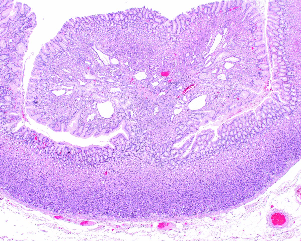 Elizabeth Montgomery, MD tweet media