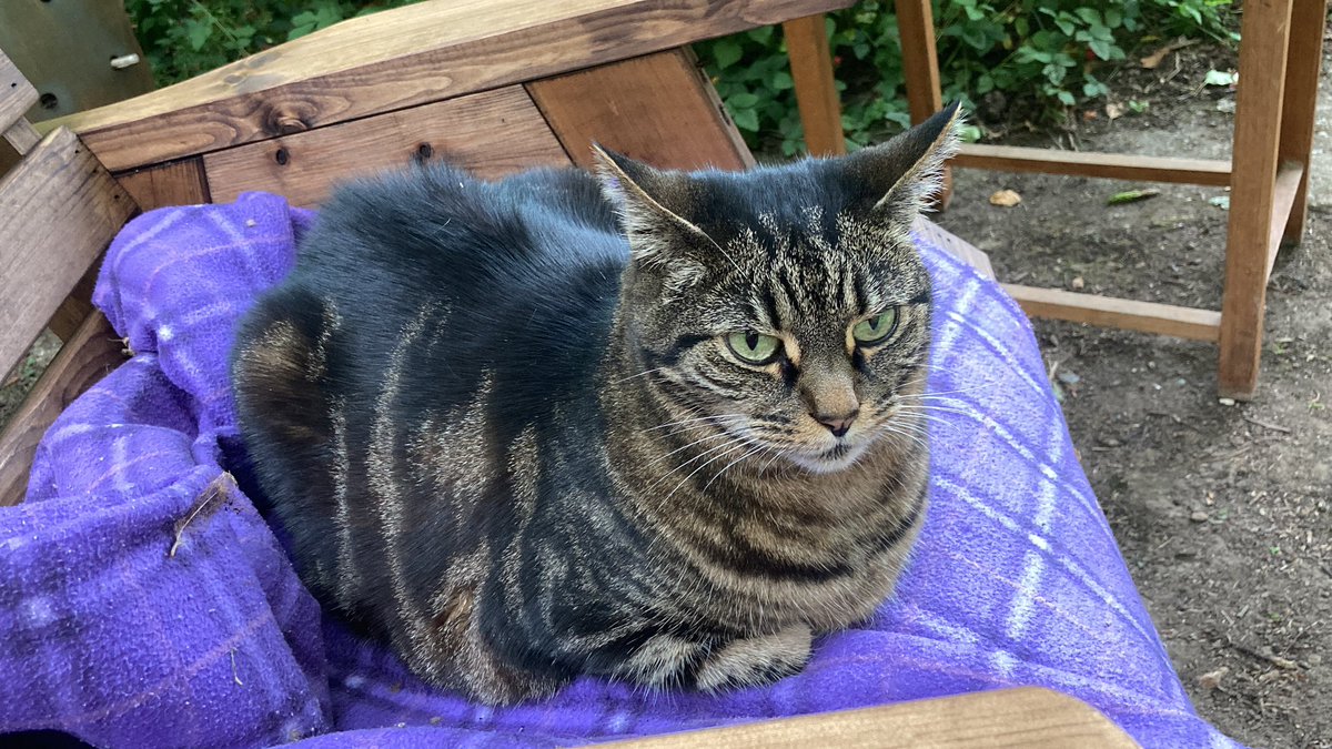 Someone is enjoying the new garden furniture 💕#ILoveMyCat #TabbyTroop #Cats #GardenCat