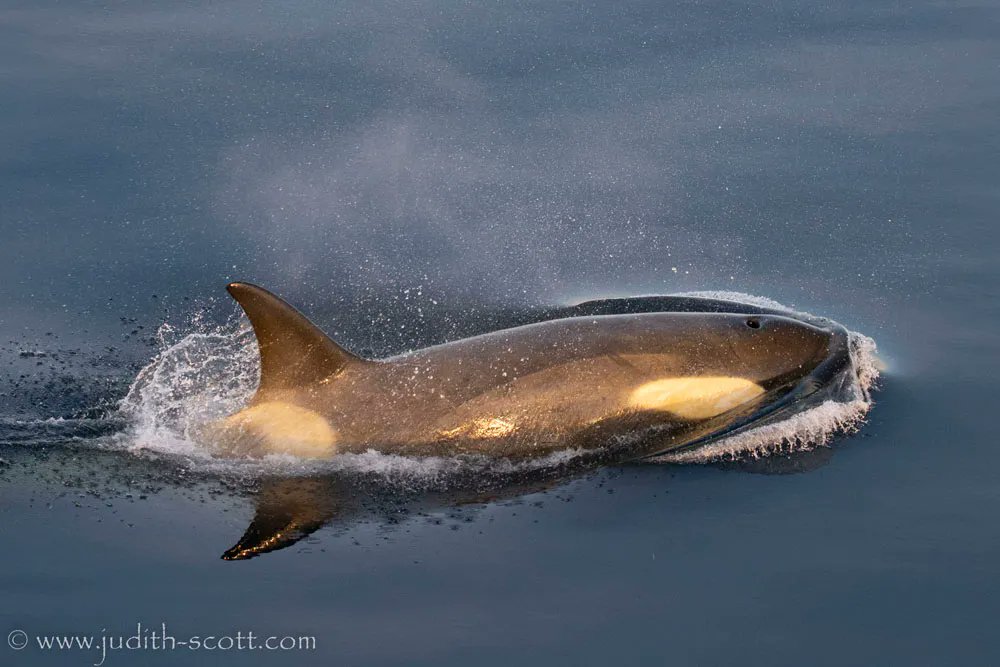 It's #FunFactFriday & #OrcaActionMonth! #DYK Antarctica is home to the more Orca ecotypes than anywhere else? The five different groups that frequent the icy continent’s waters are creatively known as Type A, Type B (small), Type B (large), Type C, & Type D
📷: Judith
#WhaleTales